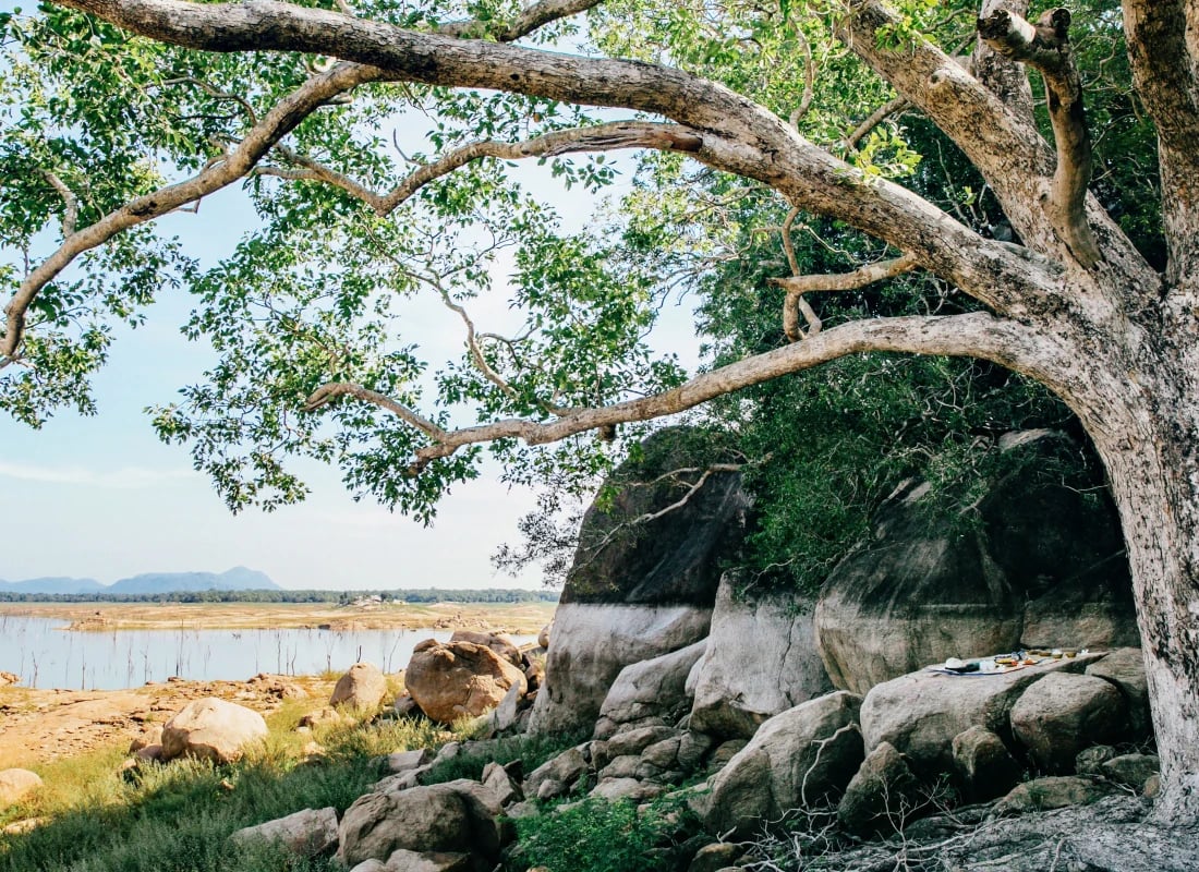 A view of Gal Oya Park shows the sprawling lake and a large tree on a sunny day.