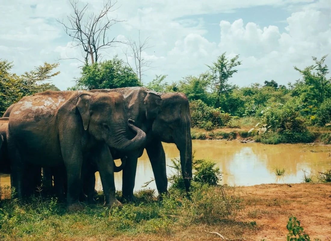 Elephants next to a watering hole in Tangalle. 