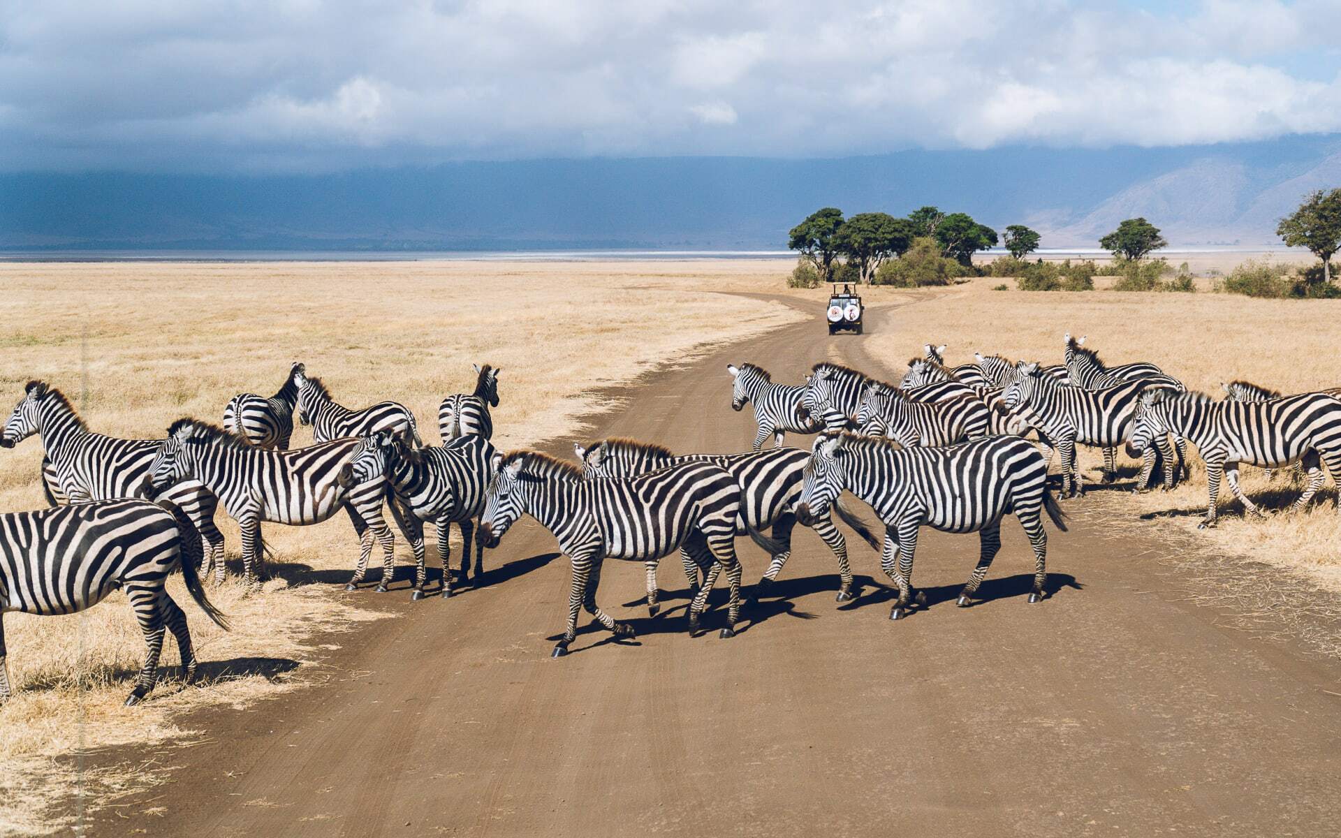 The Great Migration in the Serengeti in Tanzania