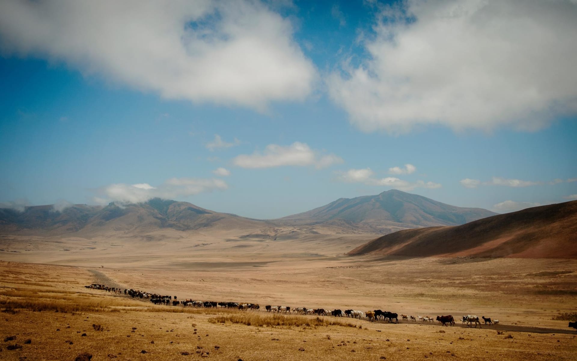 Rows of wildebeest and buffalo walk along a dusty path through the Ngorongoro Crater National Park on a bright, sunny day.