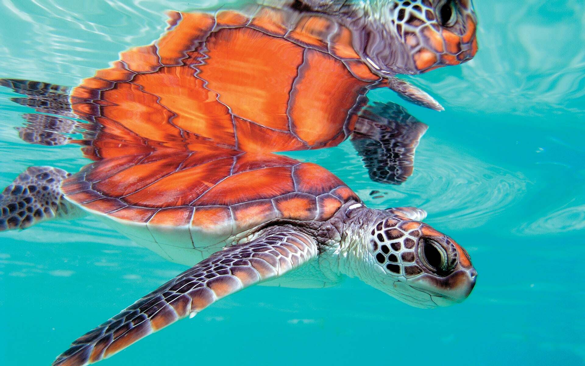A turtle glides through the turquoise waters surrounding Tetiaroa.