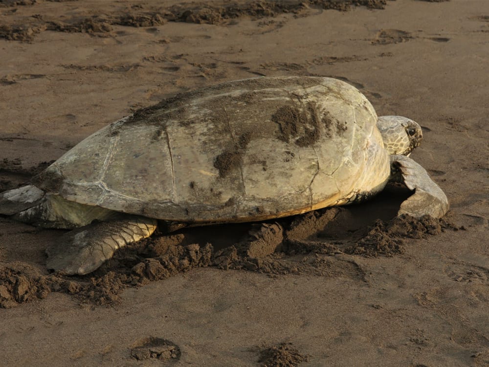 Tortuga_lodge_costa_rica_turtle_hatching_qfs99e-1