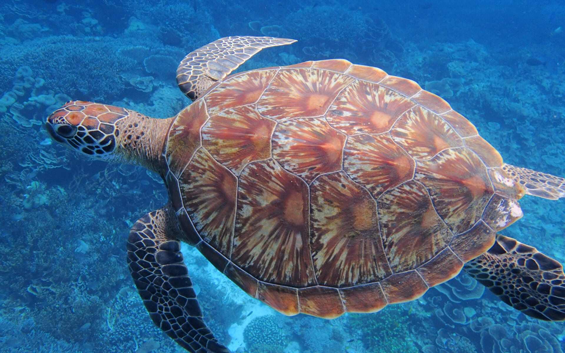 Turtle_1_soa00v-1