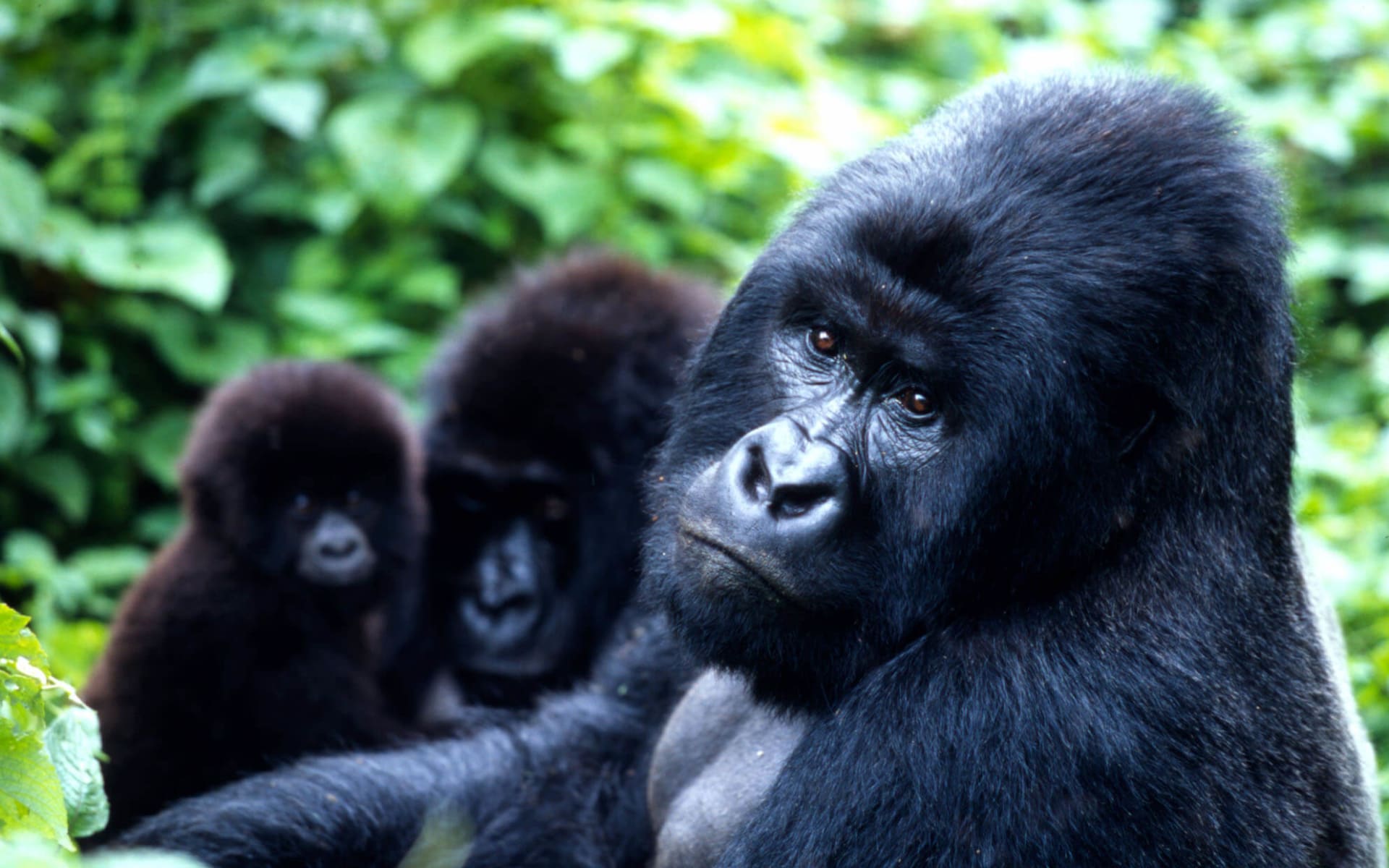 Uganda_Mountain_Gorilla_1_zxlbnu-1