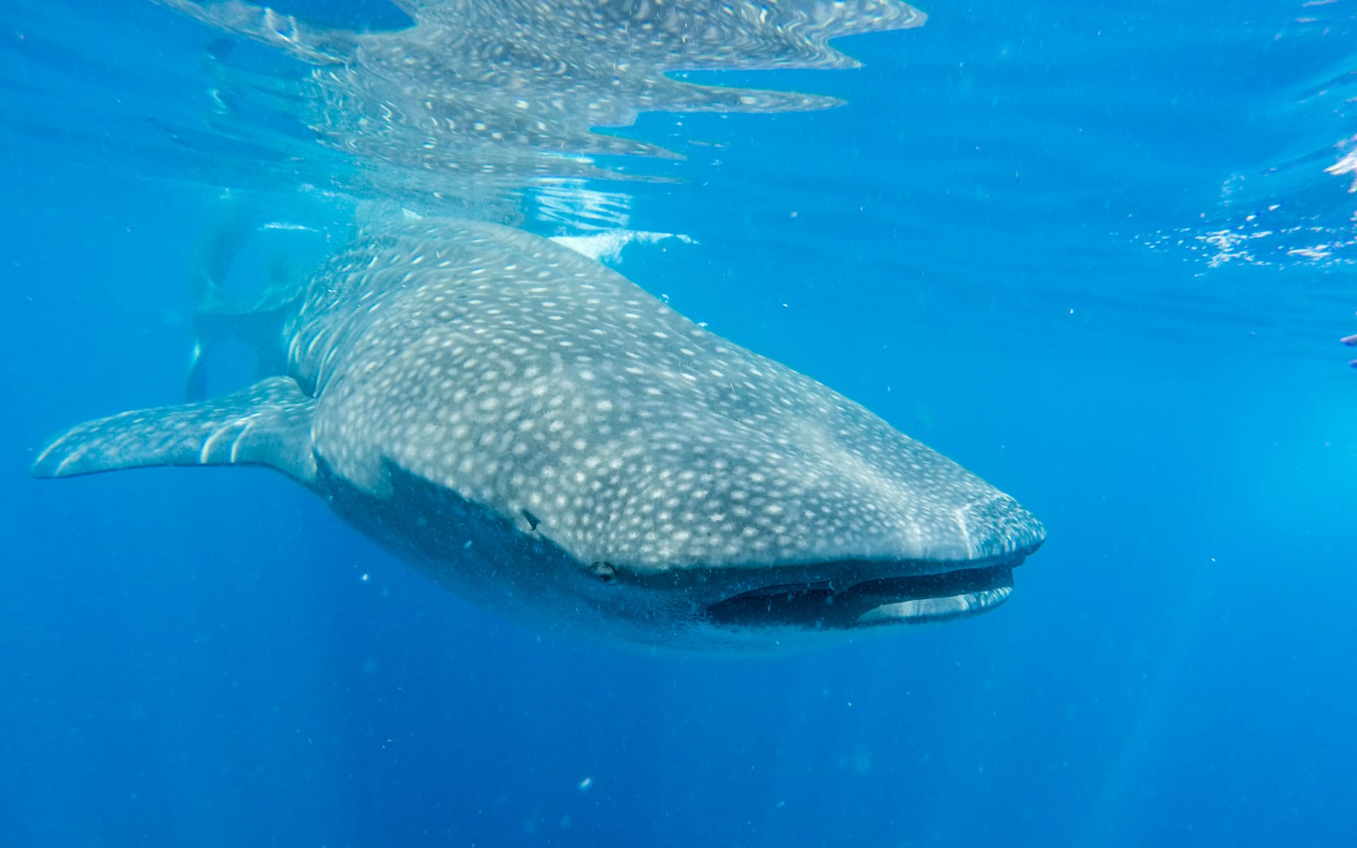 Whale_Shark