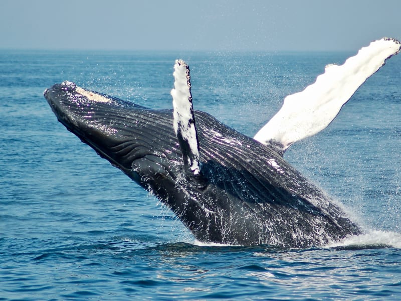 Whale_Free_Stock_Image_Unslpash_2019_CCTodd_Cravens-lwACYK8ScmA_owh1ph-4