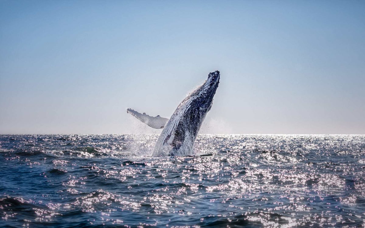 Whale watching in Australia is best during spring.