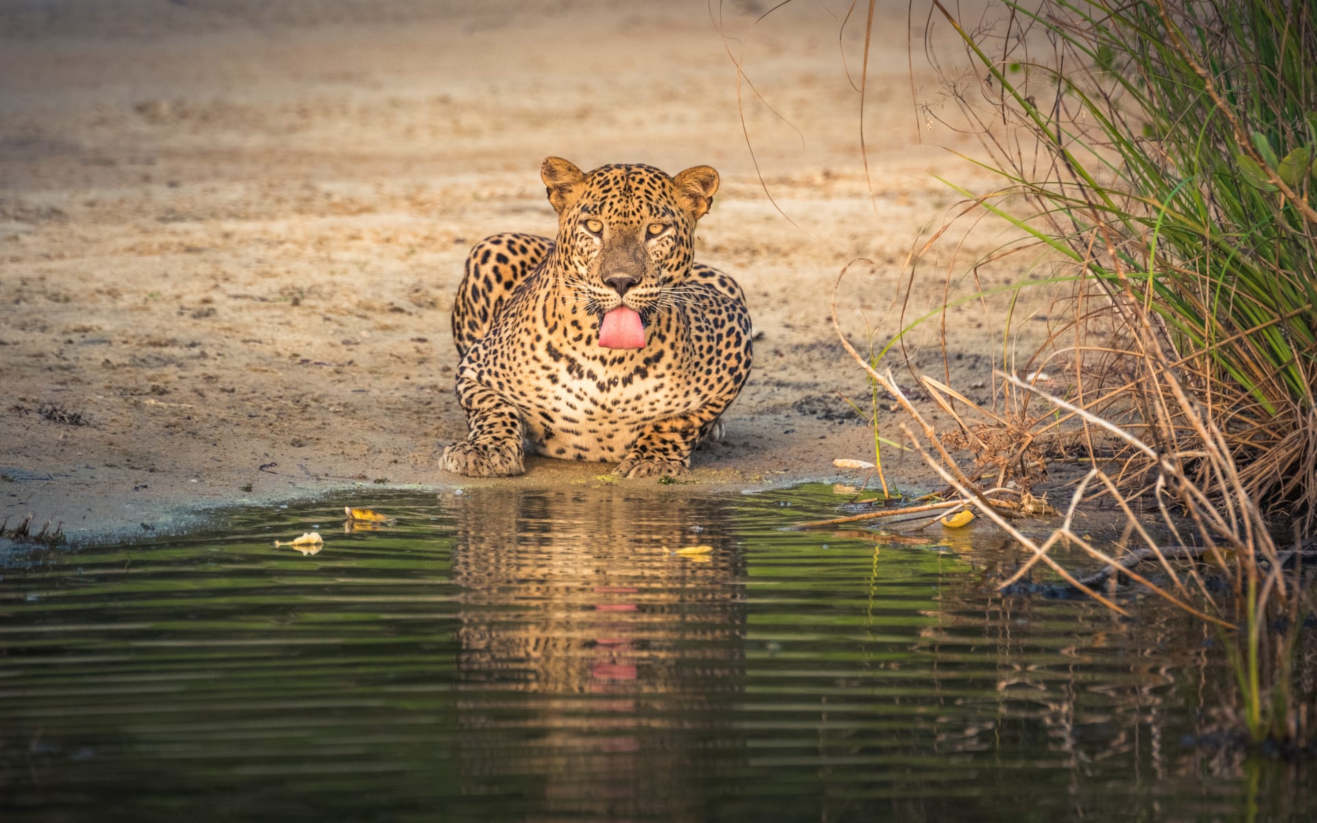 Yala_National_Park_Free_Stock_Image_Unsplash_2021_CCUdara_Karunarathna-PPGM2ZpCrzc_bguvdf
