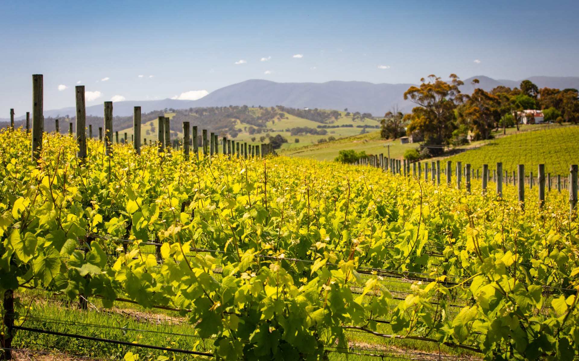 Yarra Valley is one of the best wine regions in Australia.