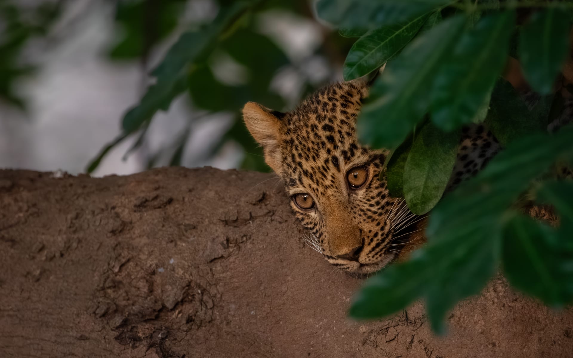 Zambia_Unsplash_2023_CCCheryl_Jayaratne_v2mtab