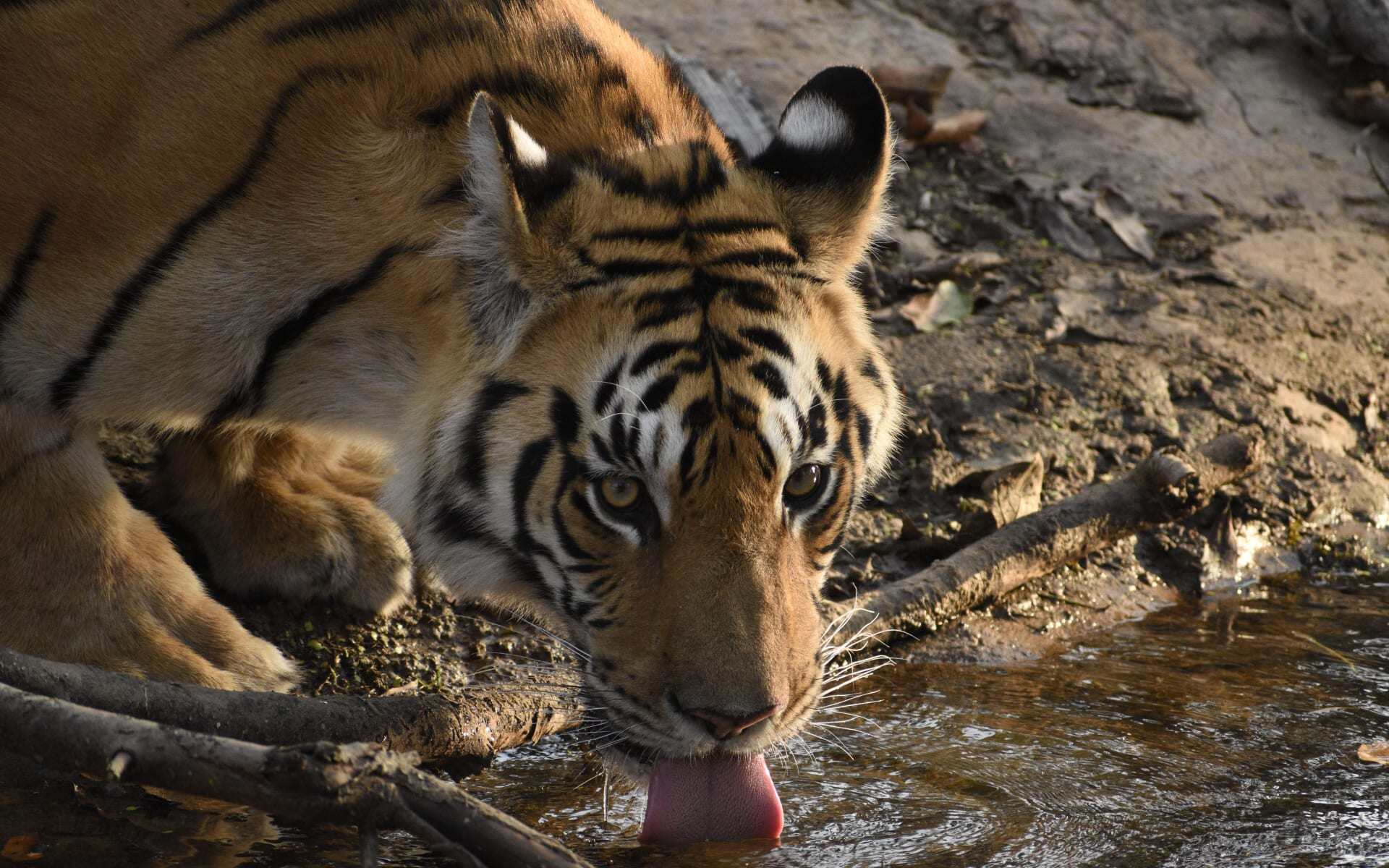 A large Bengal tiger sips from a stream in Pench Tiger Reserve.