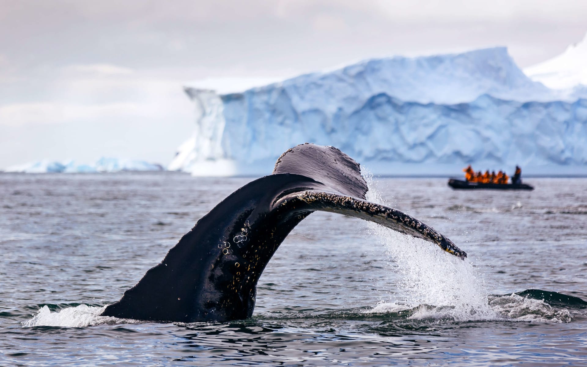 antarctica_ocean_adventurer_davidmerron-128-3_rot_ret_geboyb