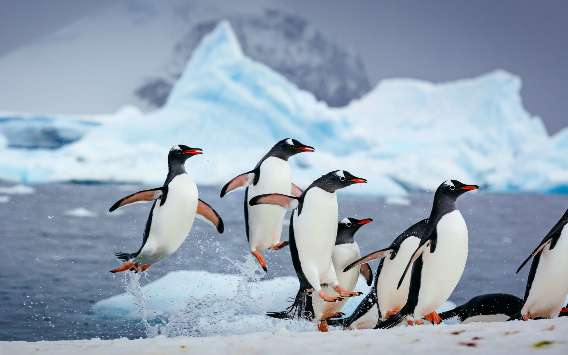 antarctica_ocean_adventurer_davidmerronimgl7324_kkndfu