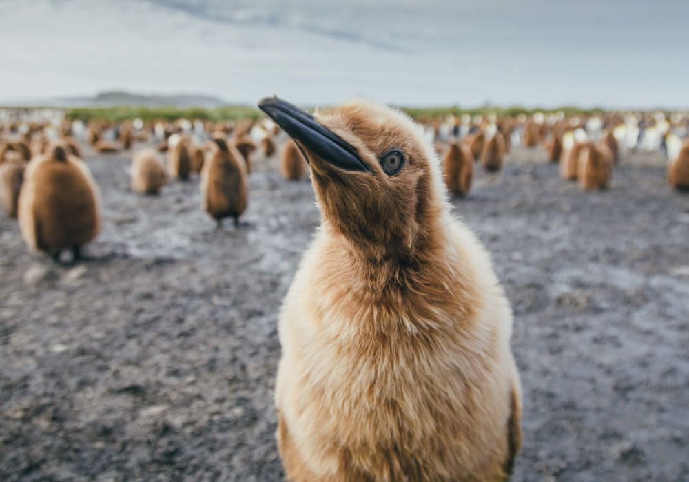 antarctica_ocean_adventurer_penguins_CCdavid-merron