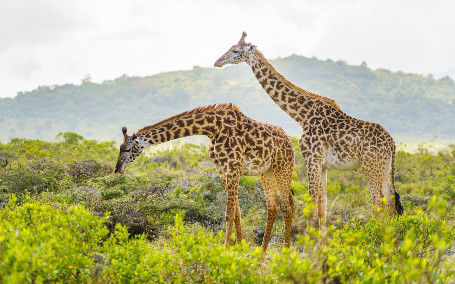 Discover the beautiful wildlife in Arusha