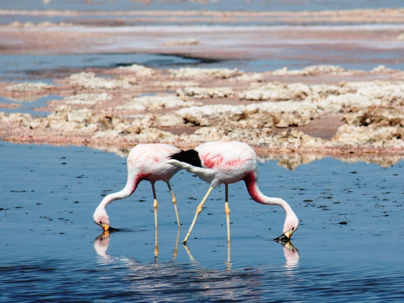 Atacama flamingoes