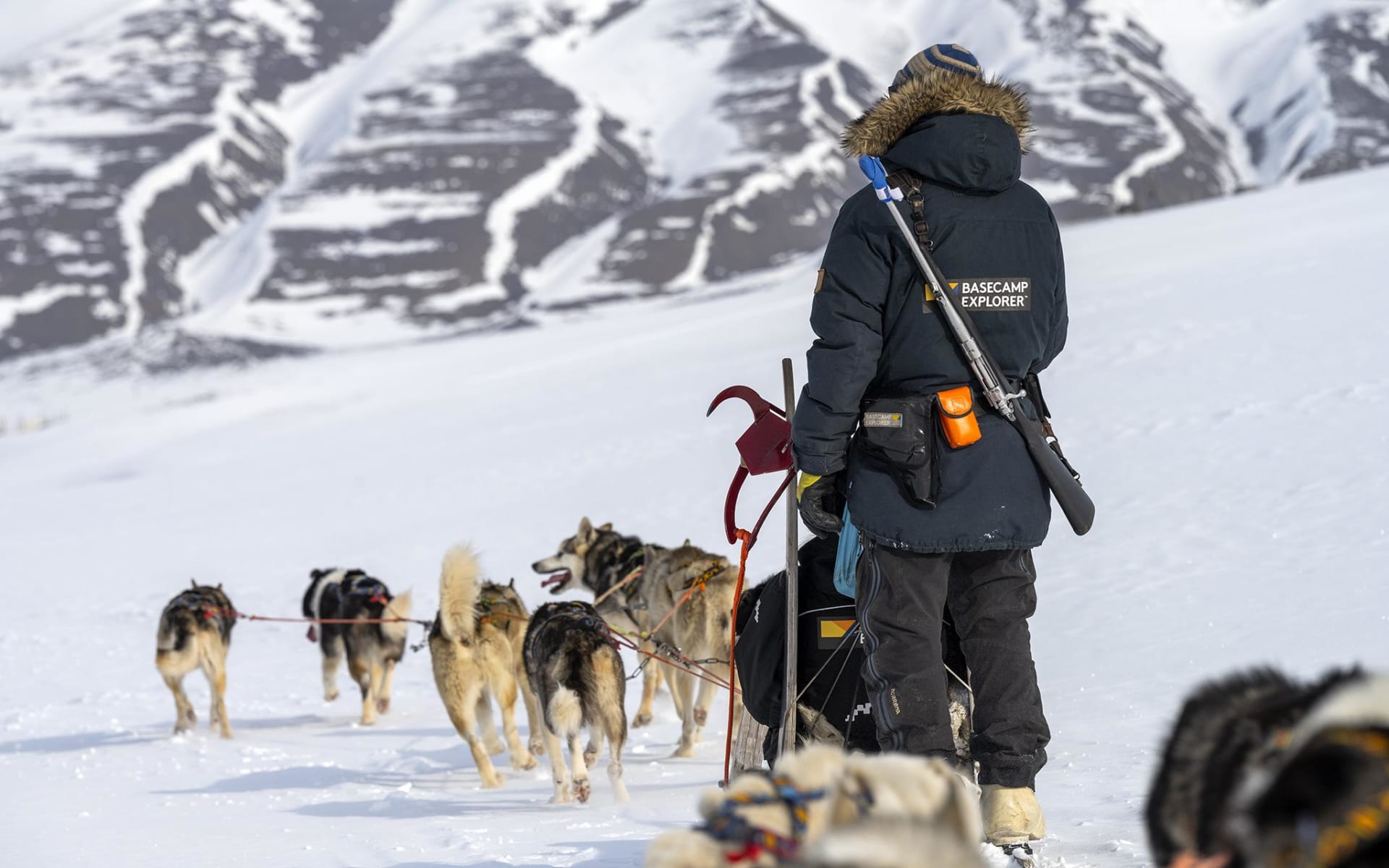 basecamp-explorer-dog-seldding-CCRuneDahl_ravasz
