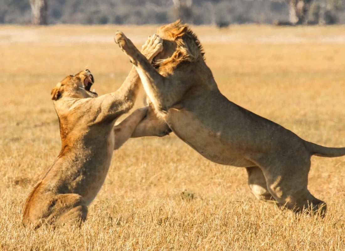 bomani_lions_vgjhhn_wxtcuu-1
