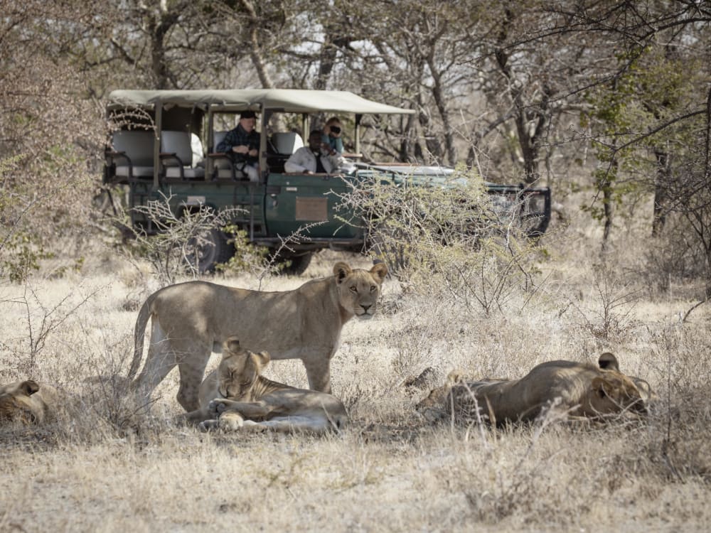 camp_kalahari_botswana_game_drive_lion_dnblbo