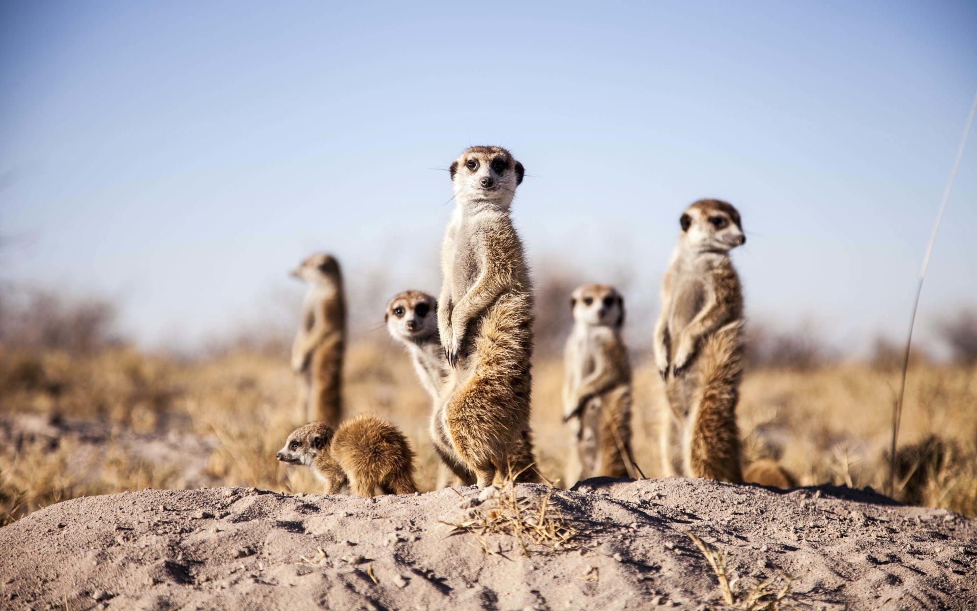 camp_kalahari_botswana_meerkats_uydhyi