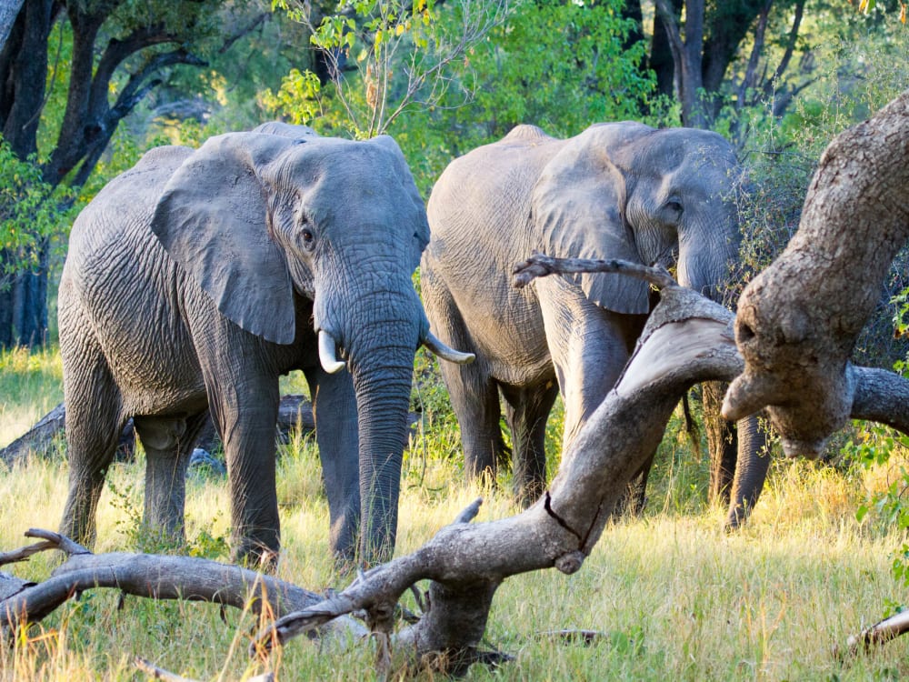 camp_moremi_elephants_eoayej-1