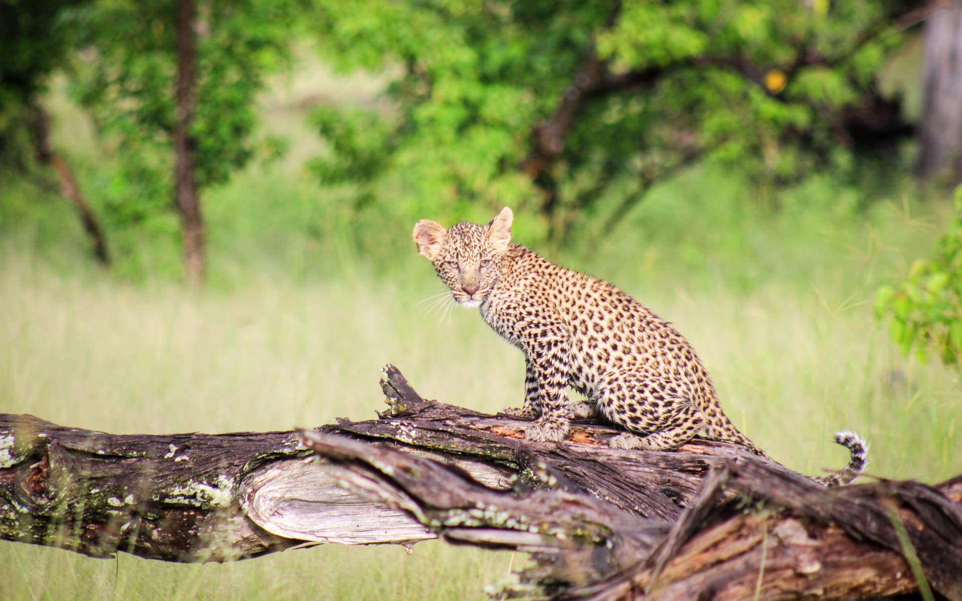 camp_moremi_leopard_qjwthh