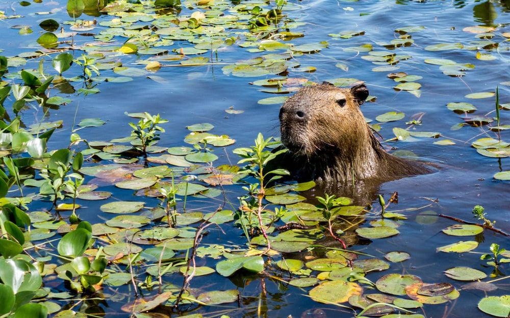 A capybara swims in the Iberra Wetlands in Argentina.