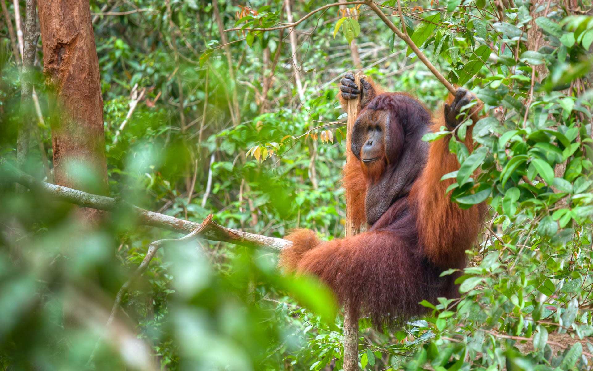Orangutan in Borneo