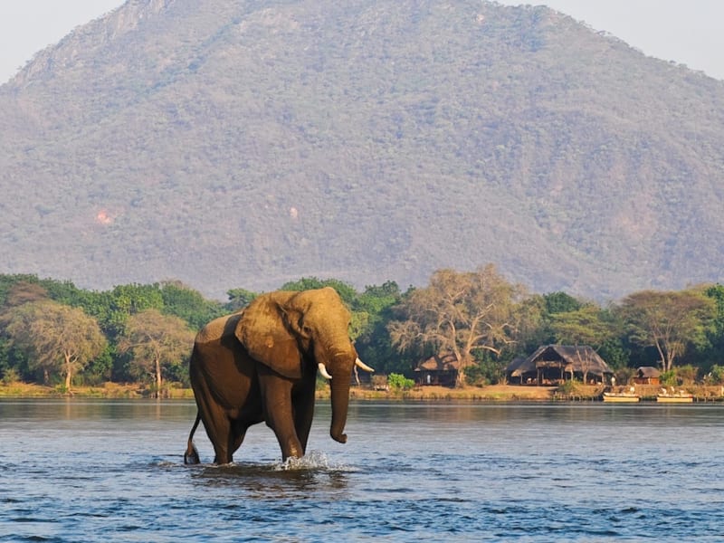 chiawa_camp_elephant_acp7x6