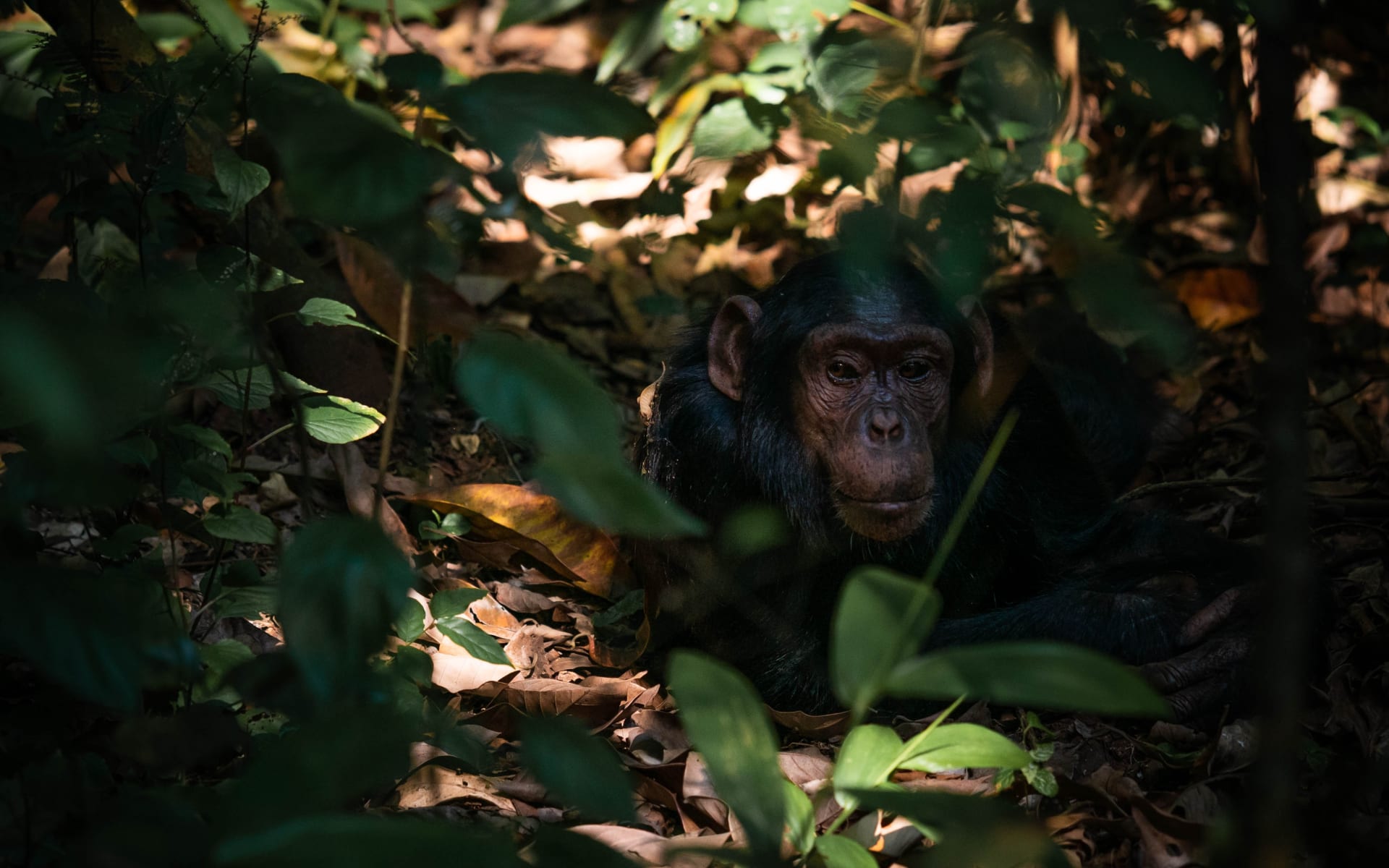chimpanzee_kibale_unsplash_ggnznn