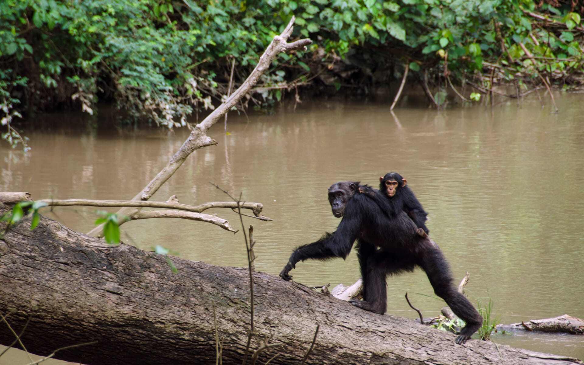 See chimpanzees in Kyambura on your holiday in Uganda.