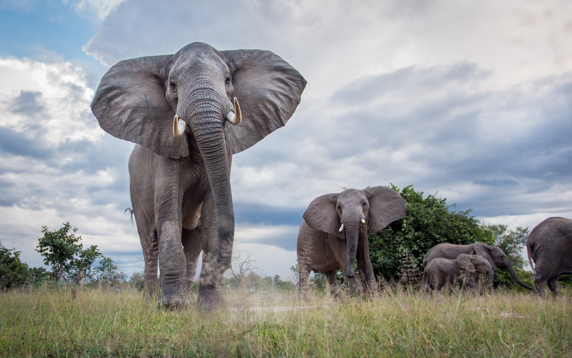 chinzombo_elephant_will_burrard_lucas_2_rudpsn