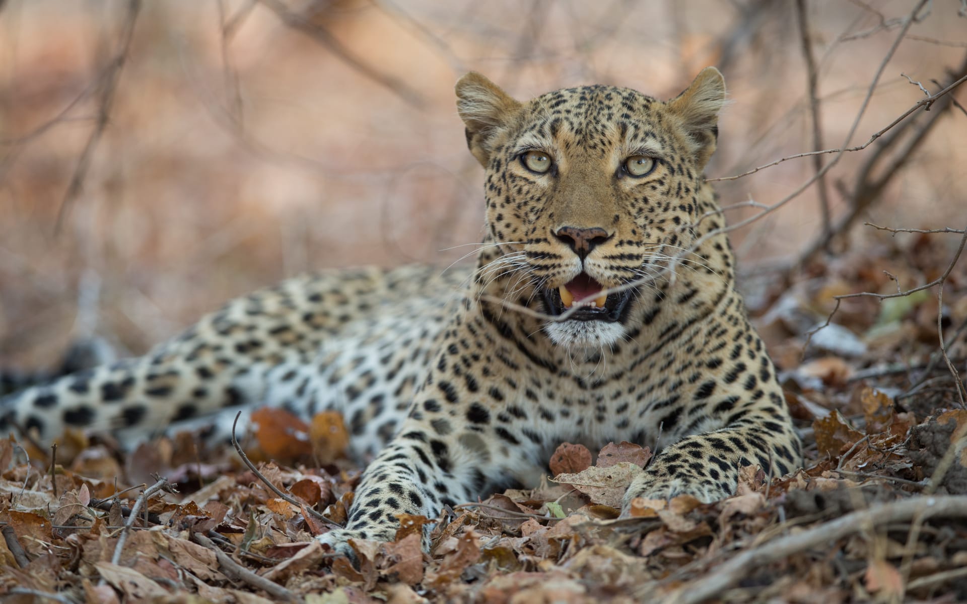 chinzombo_leopard_will_burrard_lucas_vxjsmu