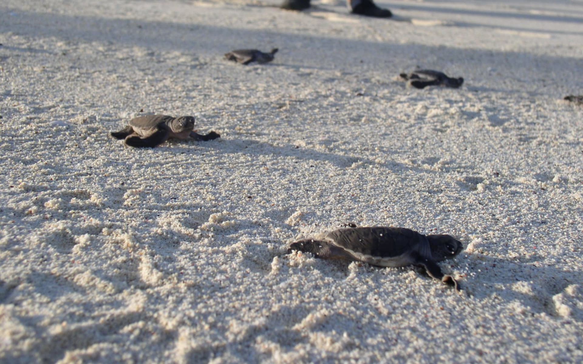 cholemjini_treehouse_zanzibar_turtles-2