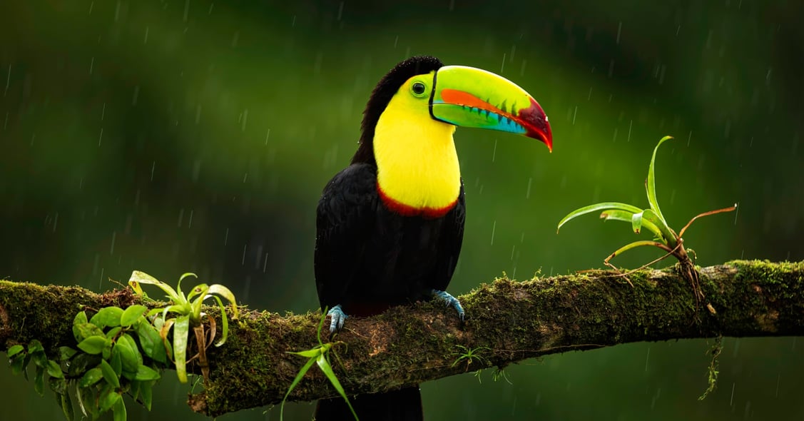 Responsible Travel Guide: Costa Rica