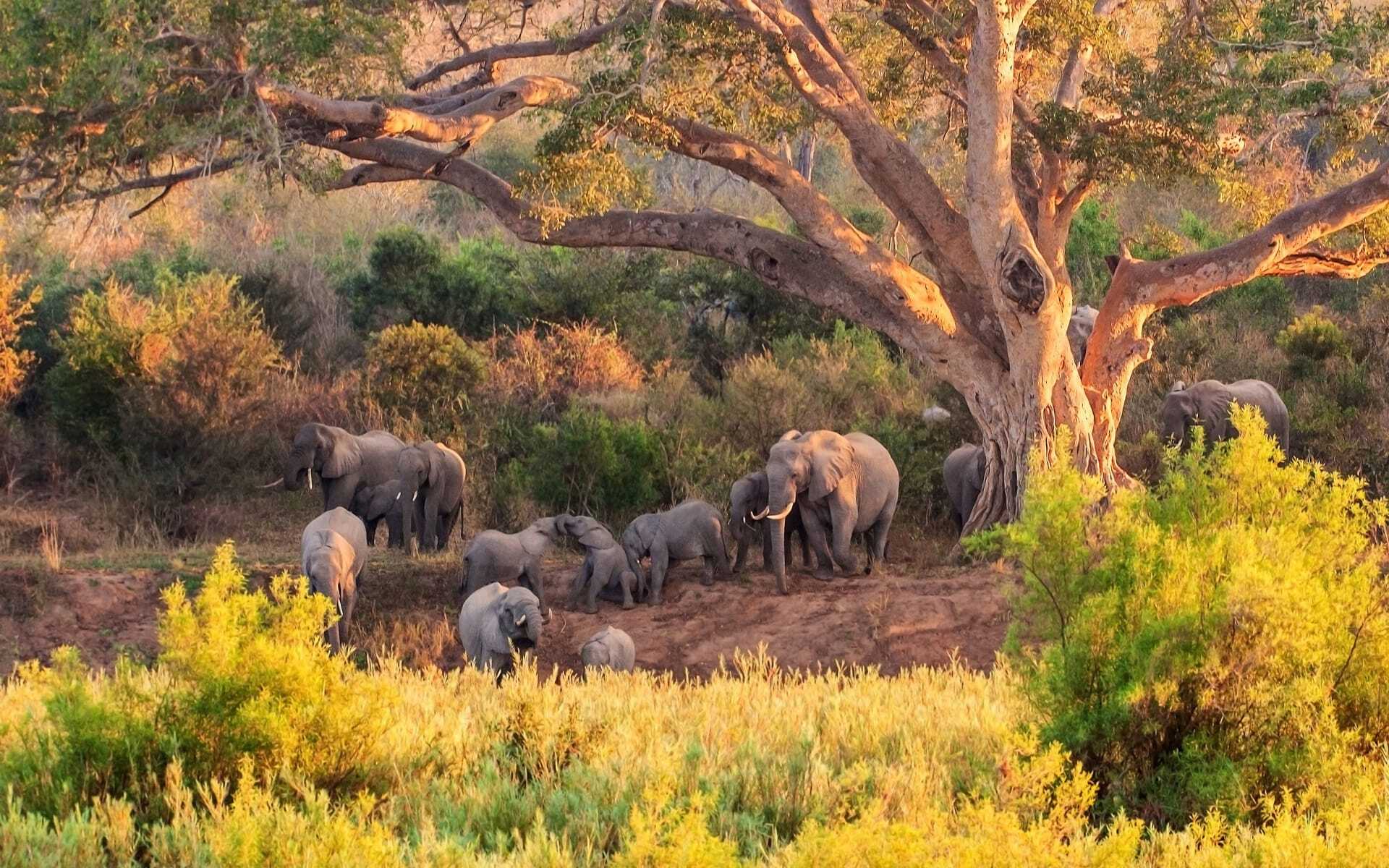 elephants gather under a tree in Kruger National Park.