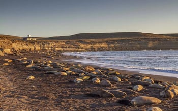 estancia-rincon-chico_seals_argentina