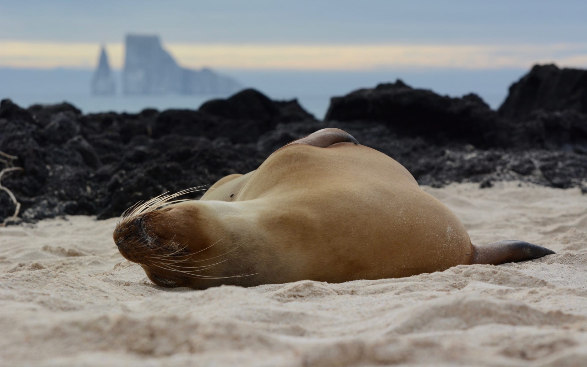 galapagos_seal_pue2sk-2