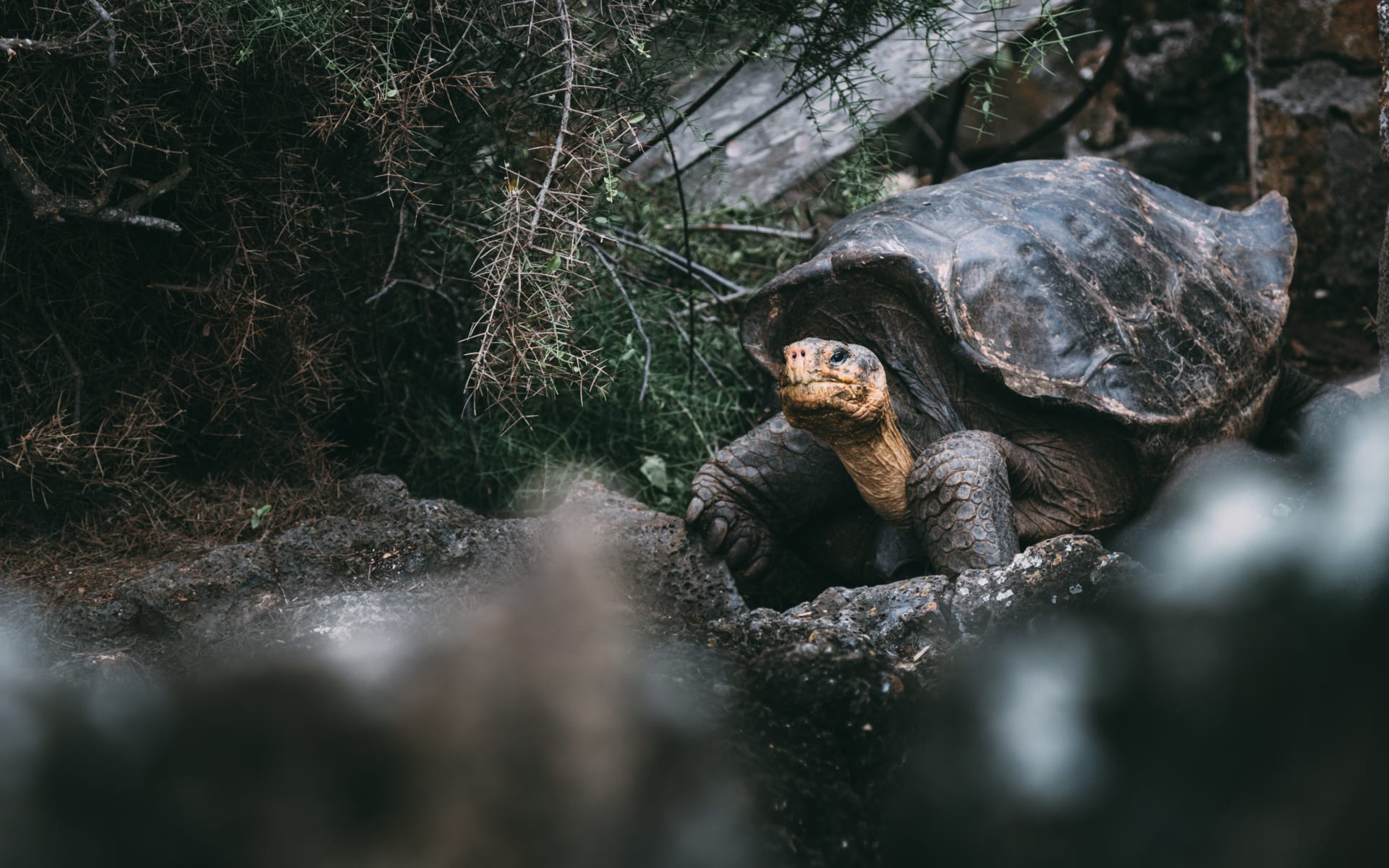 galapagos_tortise_jose_aragones_unsplash_nvou4s