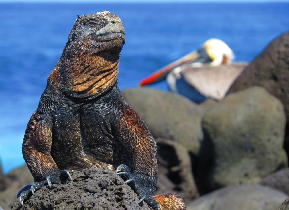 galapagos_wildlife_cruise_2_naccfs-1