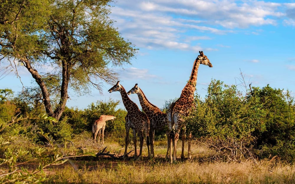 A group of giraffes perch by trees in Kruger National Park, South Africa.