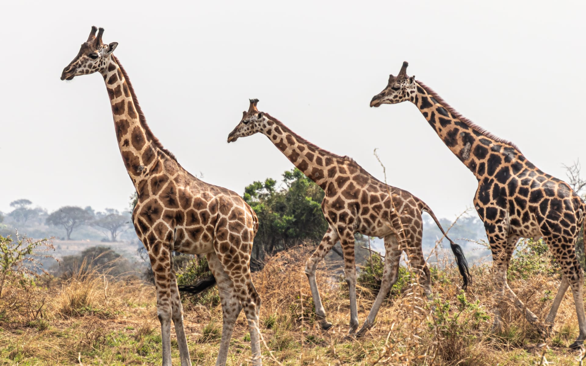 giraffe_murchison_falls_unsplash_mknxrx