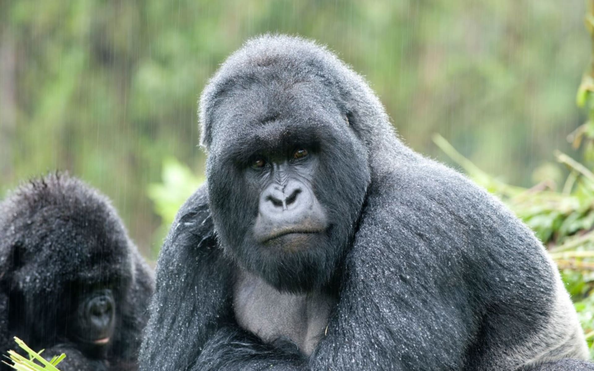 gorilla_tuhr7b-1