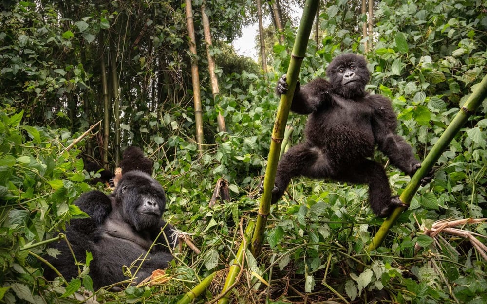 A gorilla and its baby play in the jungle of Uganda.