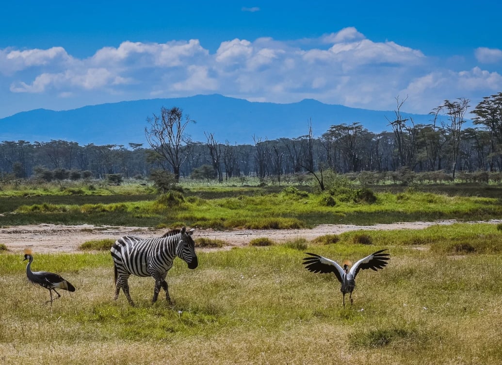 greatriftvalley_zebra-unsplash_peiwjh-1
