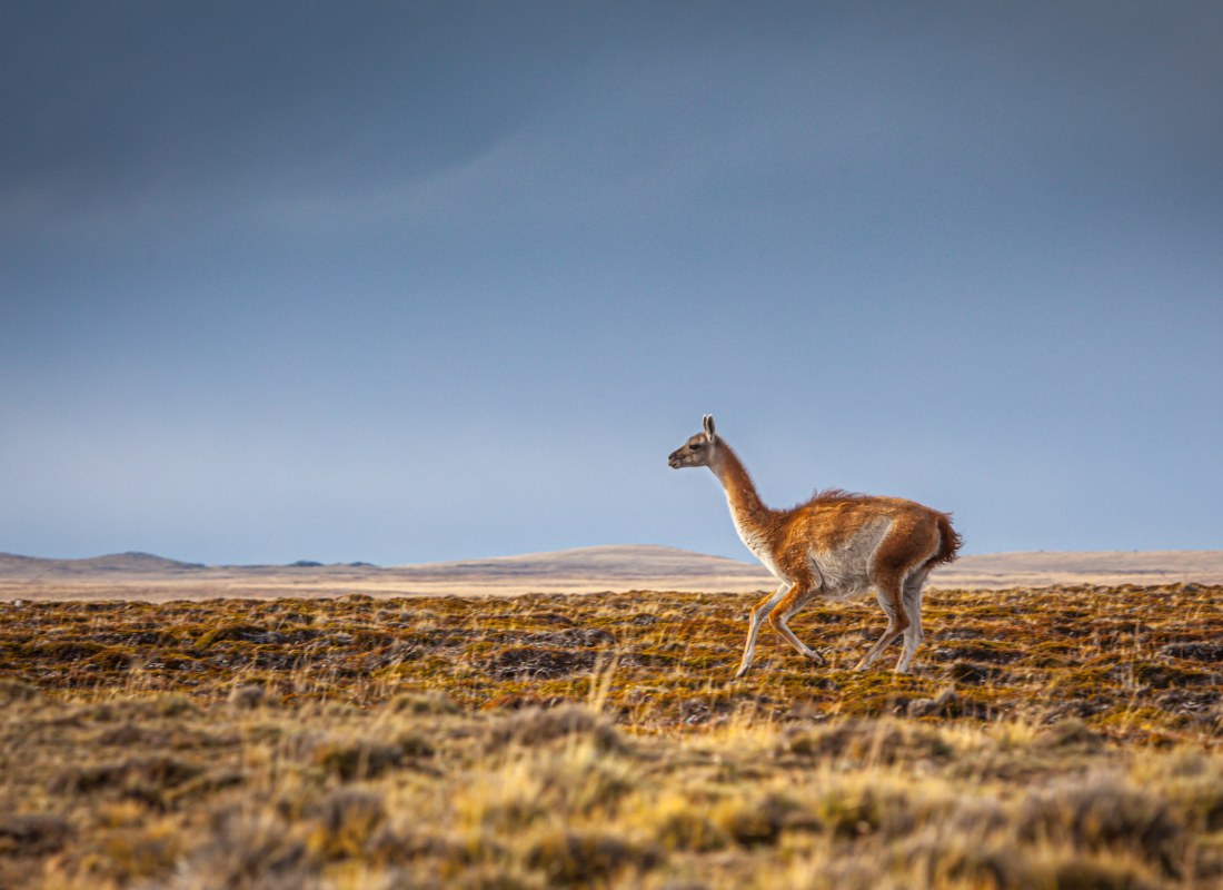 A guanaco llama is waking across an open field. 