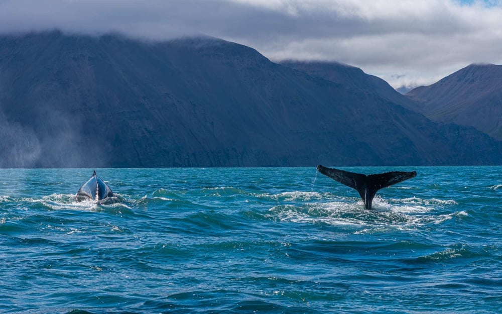 Humpback whales swim in Icelandic waters ahead of mountains.