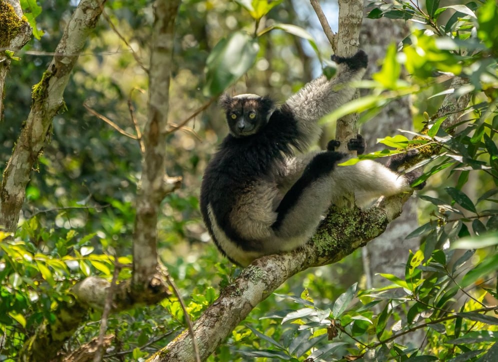indri_hans_jurgen_mager_unsplash_bhm65o