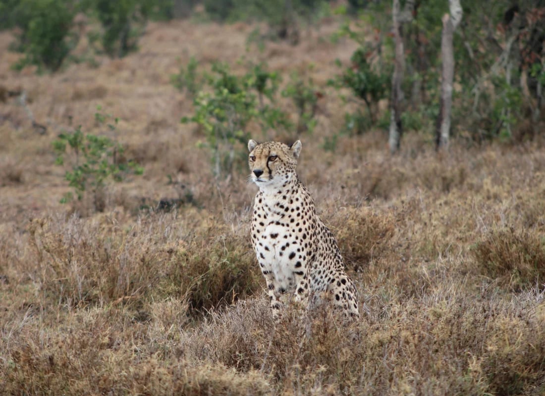 kenya_honeymoon_DandC_cheetah_fjldfk
