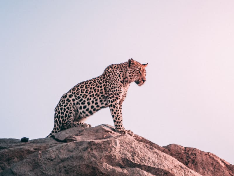 kruger_leopard_unsplash_rsb2t5